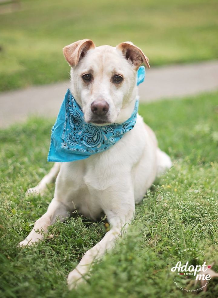 Allwood, an adoptable Labrador Retriever & Hound Mix in Kingwood, TX_image-5