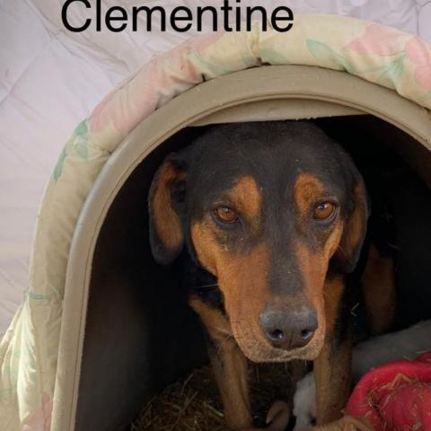 Clementine 1_6