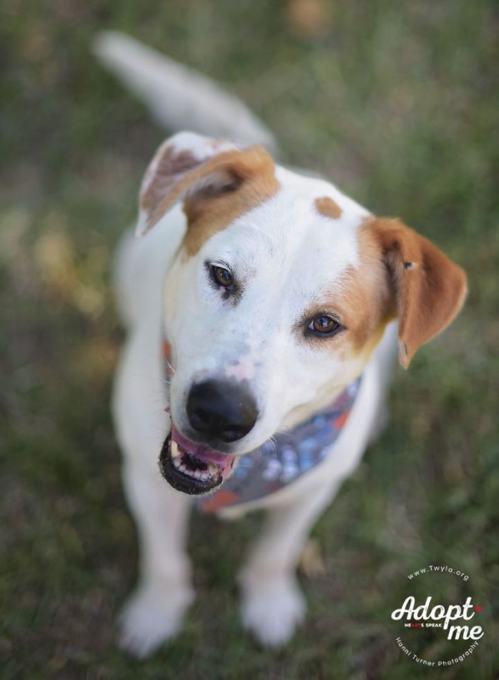 Beemer, an adoptable Labrador Retriever & Hound Mix in Kingwood, TX_image-1