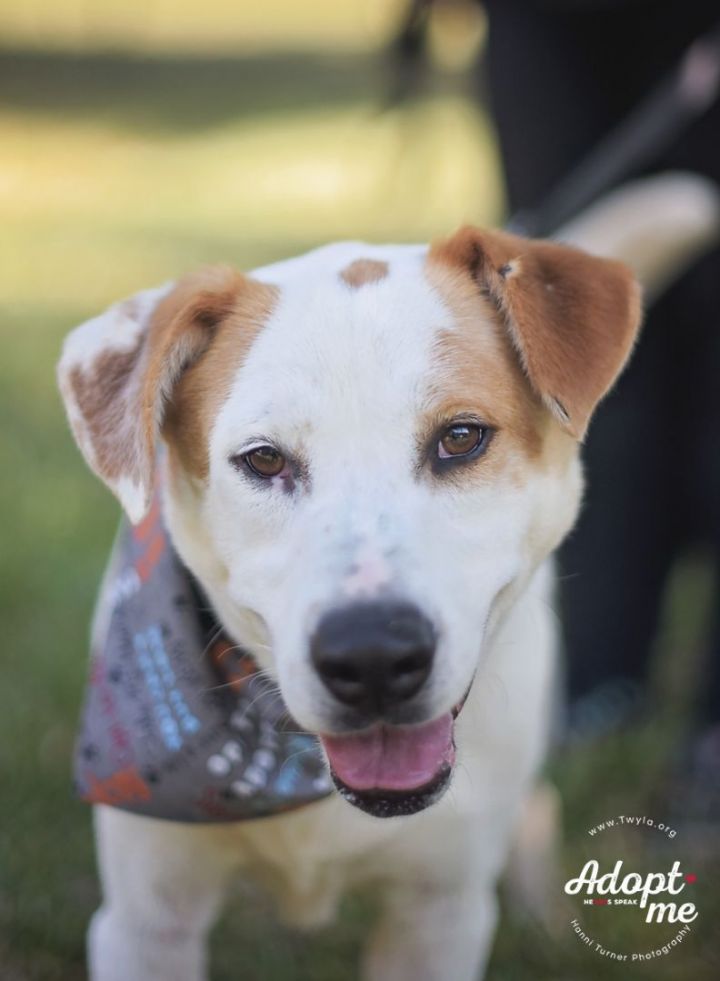 Beemer, an adoptable Labrador Retriever & Hound Mix in Kingwood, TX_image-2