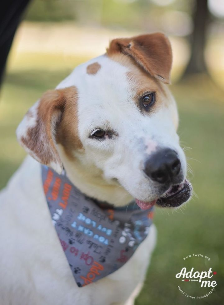 Beemer, an adoptable Labrador Retriever & Hound Mix in Kingwood, TX_image-4
