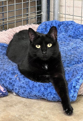 Expresso, an adoptable Domestic Short Hair in Elkins, WV, 26241 | Photo Image 1