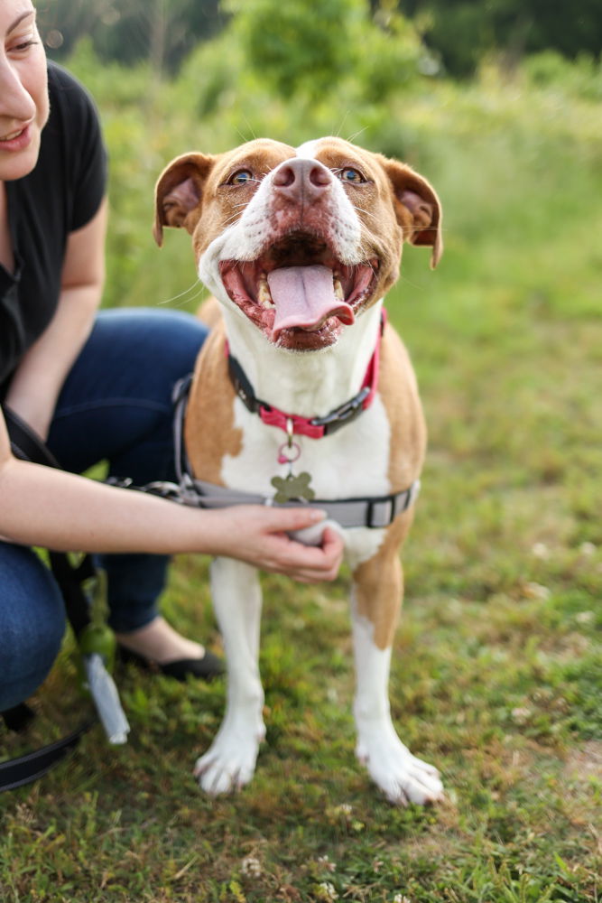 Emma, an adoptable American Staffordshire Terrier in Holly Springs, NC, 27540 | Photo Image 2