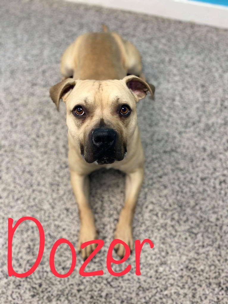 Dozer