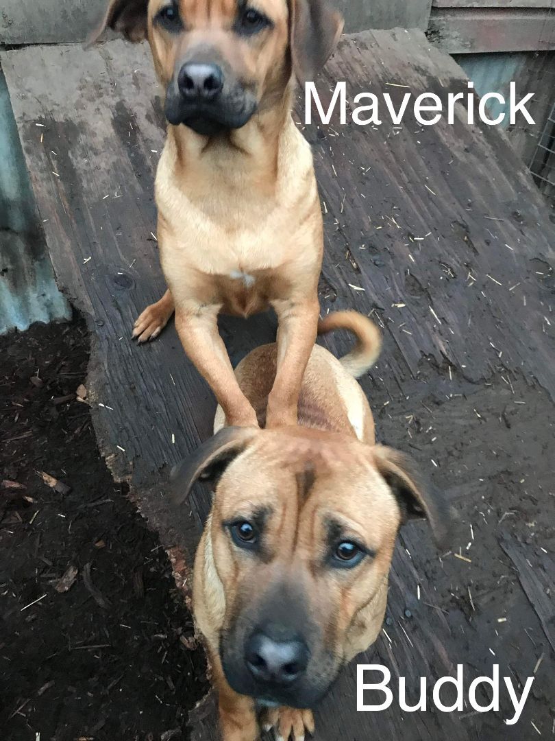 Maverick