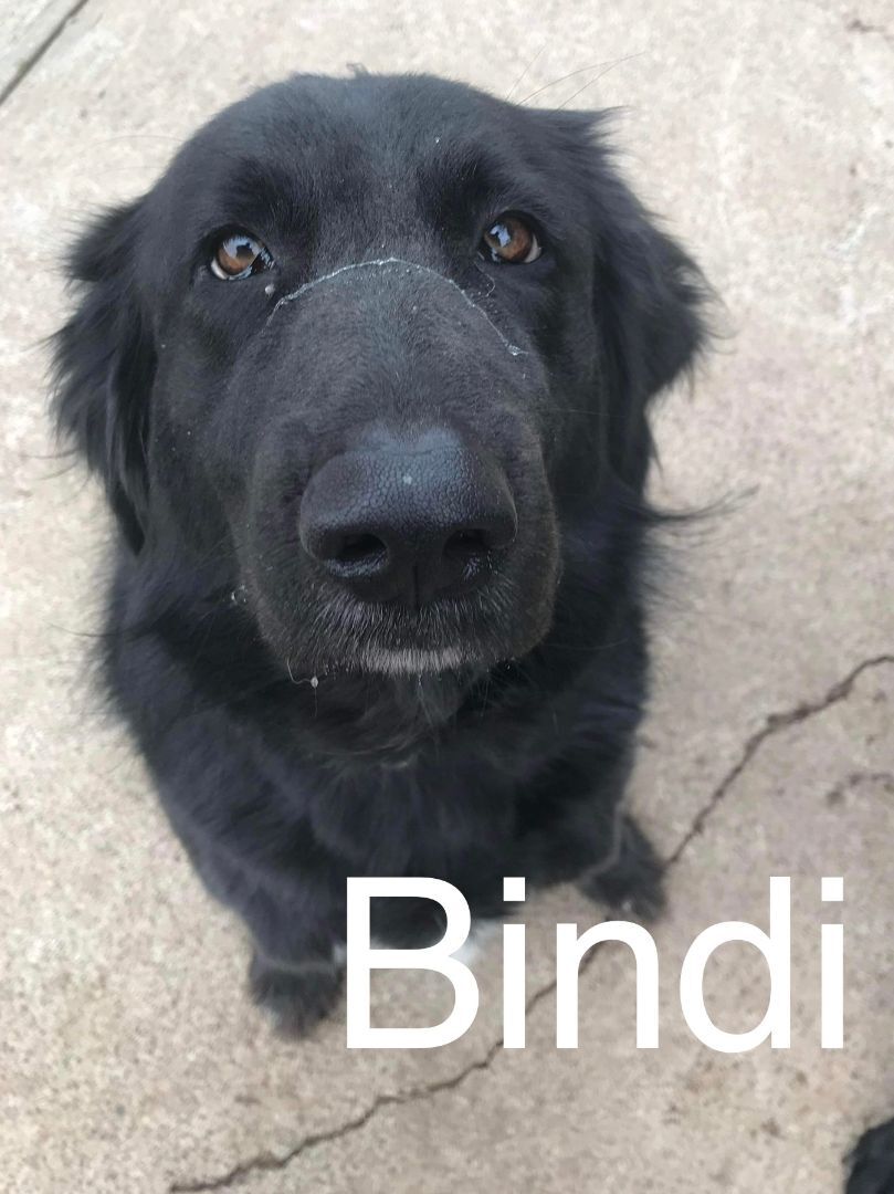 Bindi