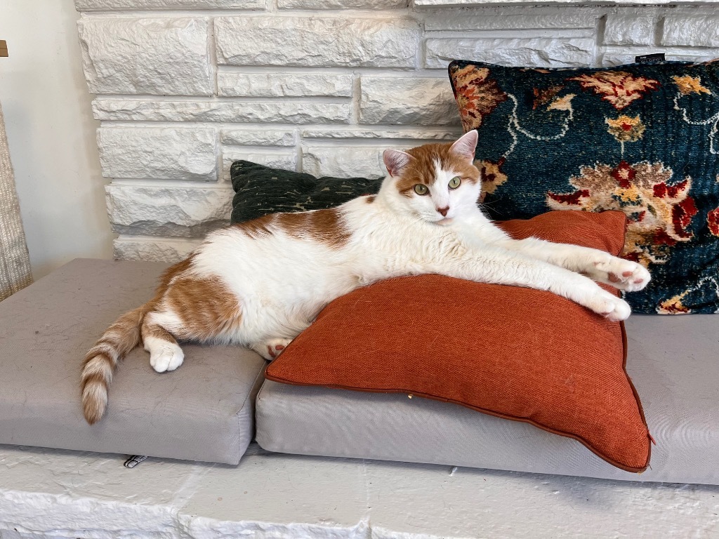 Yoshi Bridgestone, an adoptable Domestic Short Hair in Sandy, UT, 84070 | Photo Image 1