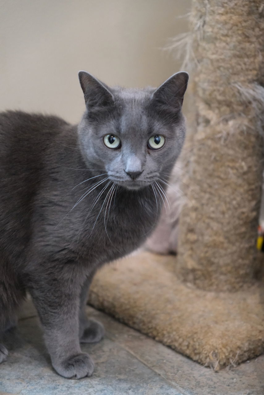 Ziggy, an adoptable Domestic Short Hair in Markham, ON, L3R 9A8 | Photo Image 1