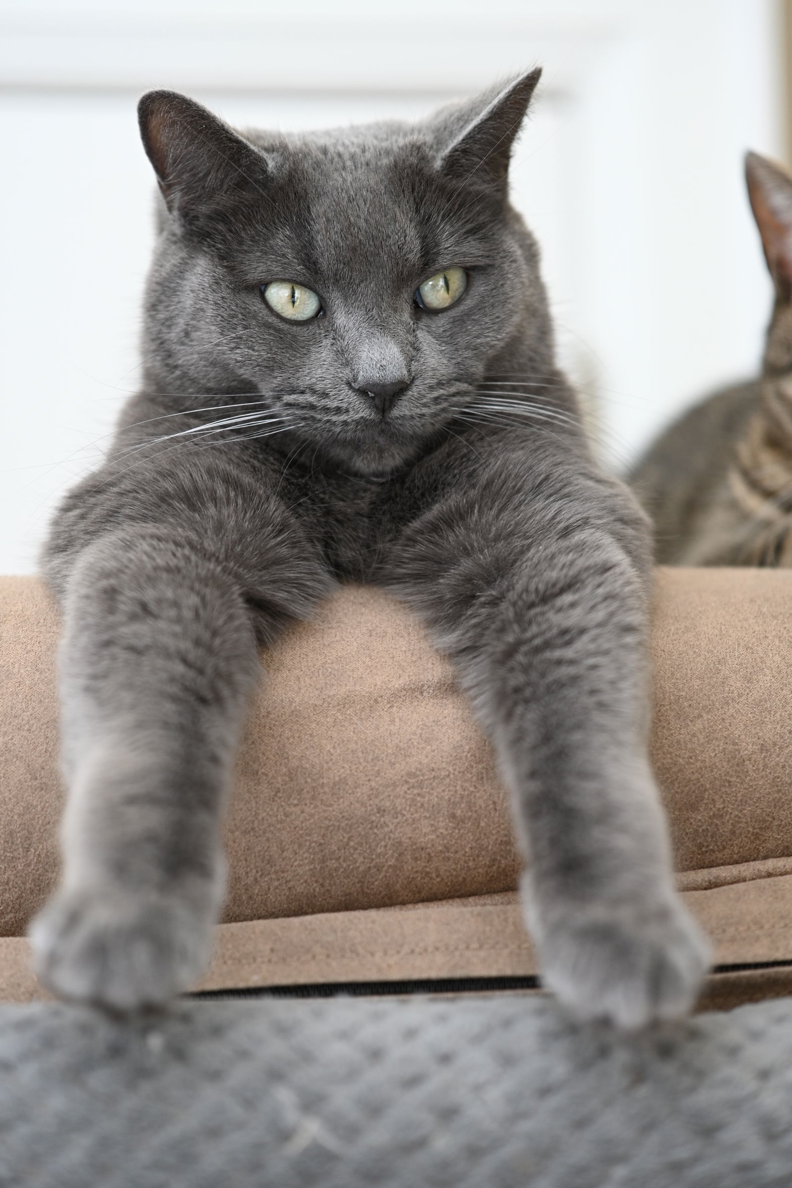 Ziggy, an adoptable Domestic Short Hair in Markham, ON, L3R 9A8 | Photo Image 1