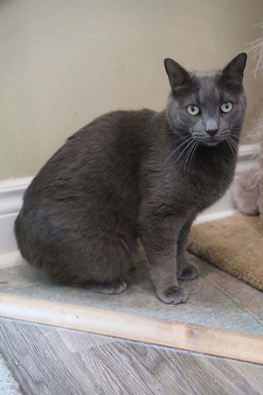 Ziggy, an adoptable Domestic Short Hair in Markham, ON, L3R 9A8 | Photo Image 3