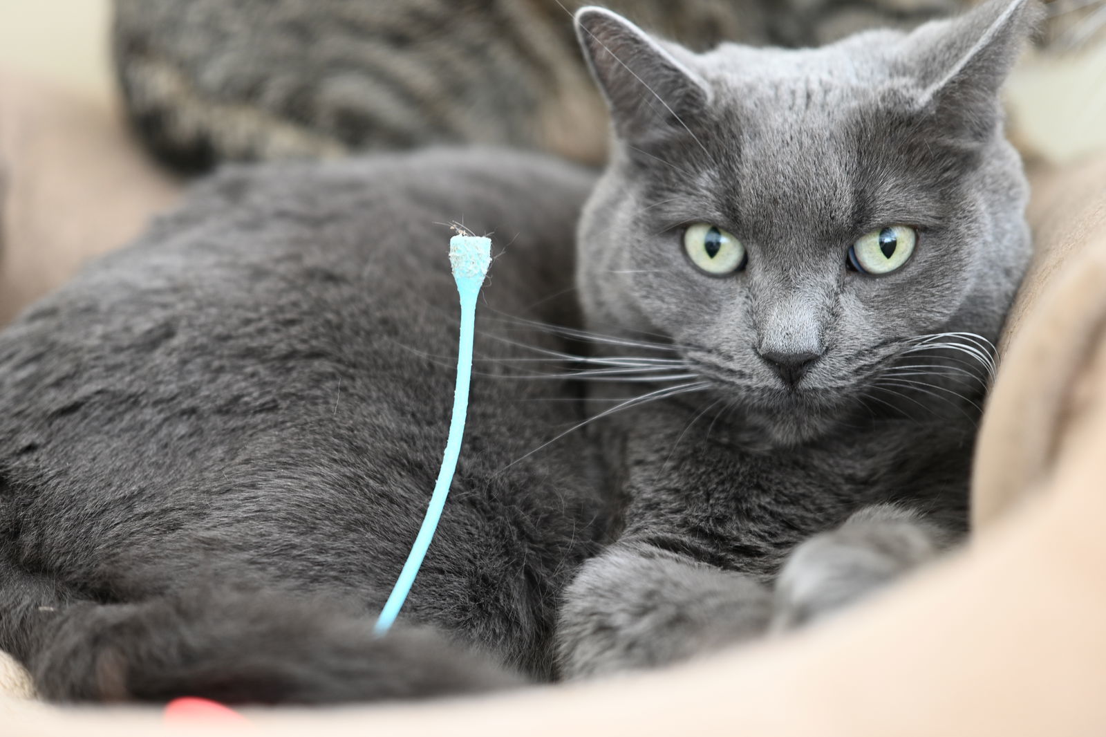 Ziggy, an adoptable Domestic Short Hair in Markham, ON, L3R 9A8 | Photo Image 3