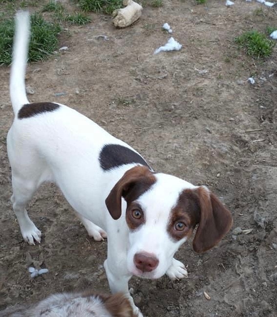 springer spaniel beagle mix puppy