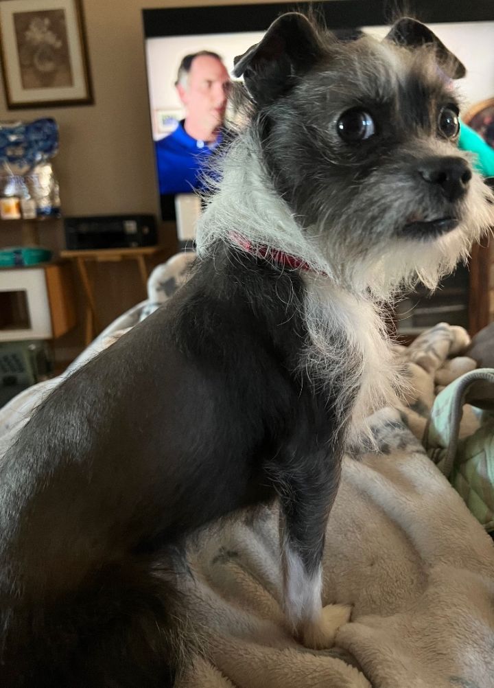 Schnauzer chihuahua hot sale mix puppy