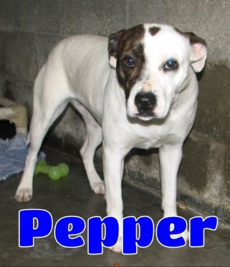 #3582 Pepper -sponsored