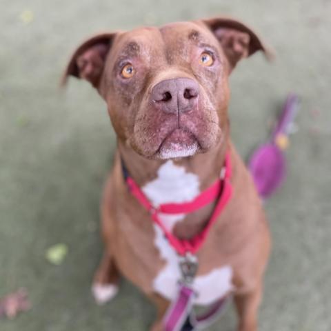 Jovie Le Della, an adoptable Pit Bull Terrier in Fresno, CA, 93725 | Photo Image 1