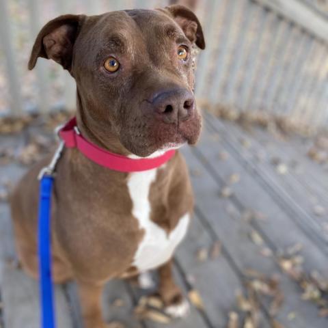 Jovie Le Della, an adoptable Pit Bull Terrier in Fresno, CA, 93725 | Photo Image 3