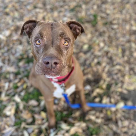 Jovie Le Della, an adoptable Pit Bull Terrier in Fresno, CA, 93725 | Photo Image 4