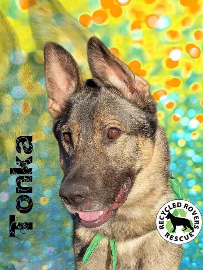 Share german clearance shepherd rescue