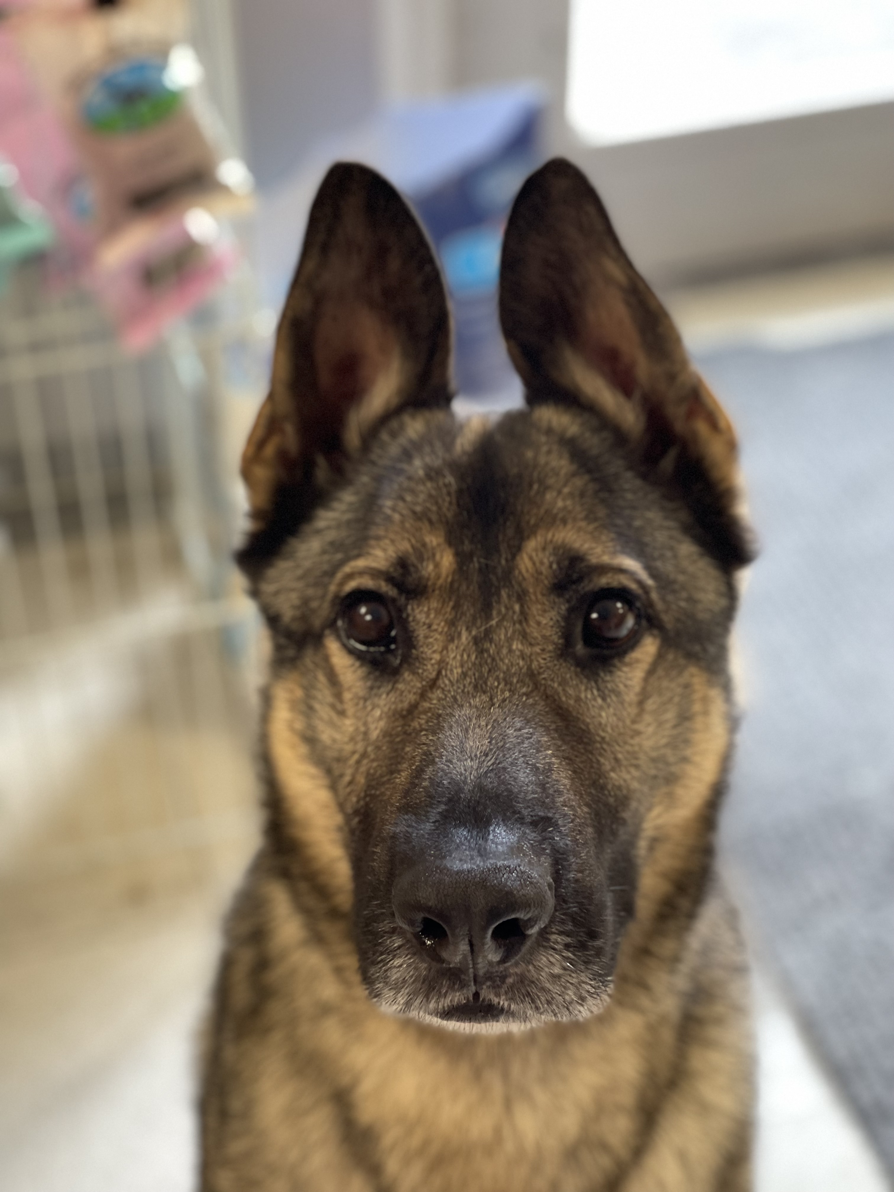 Tonka, an adoptable German Shepherd Dog in Springdale, AR, 72762 | Photo Image 6