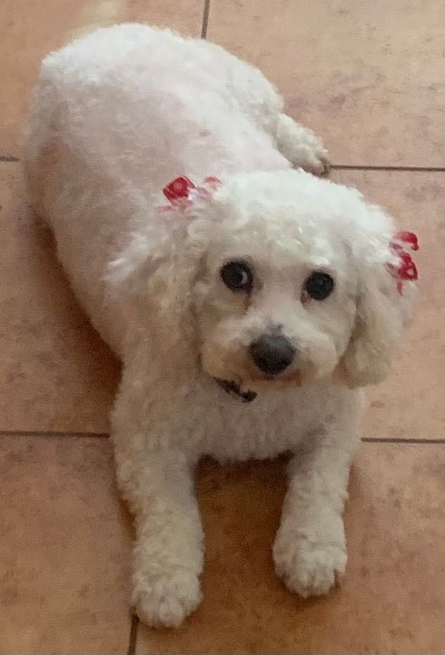 Sweet Loretta, an adopted Bichon Frise in Rochester, NY_image-1