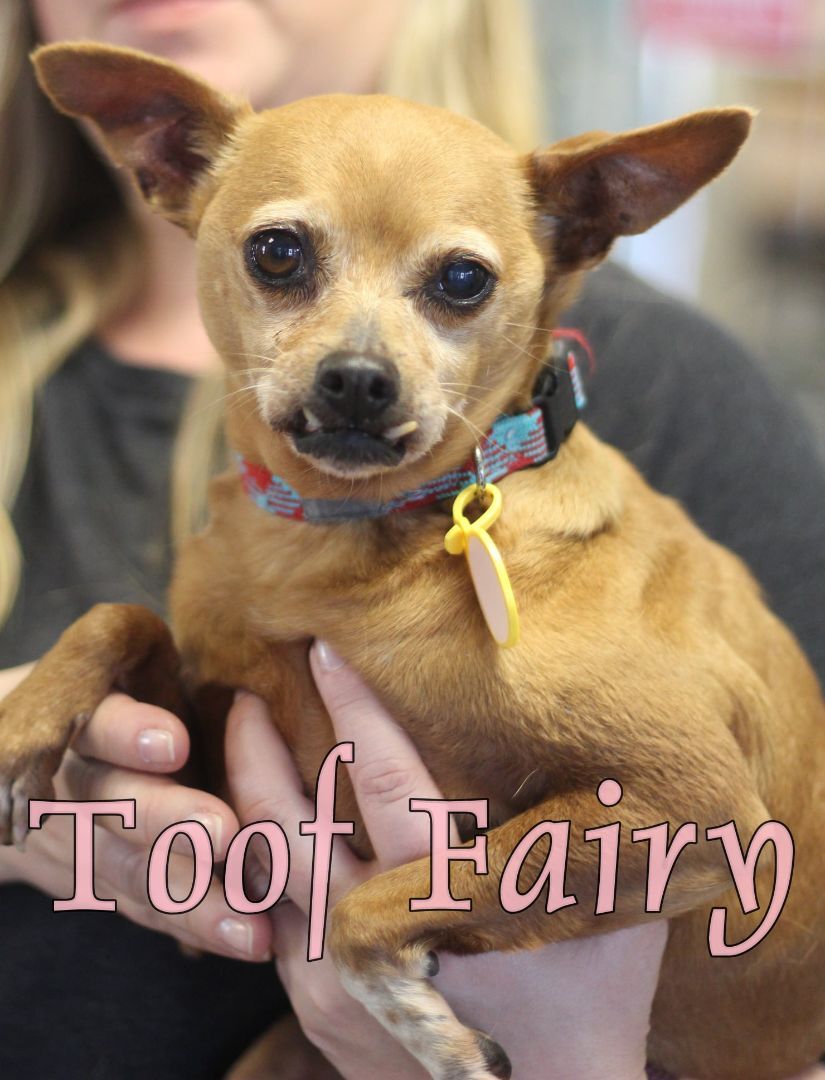 Toof Fairy