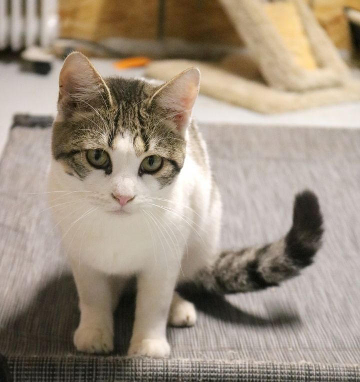 Nicolas, an adopted Domestic Short Hair & Tabby Mix in Marble Falls, TX_image-2