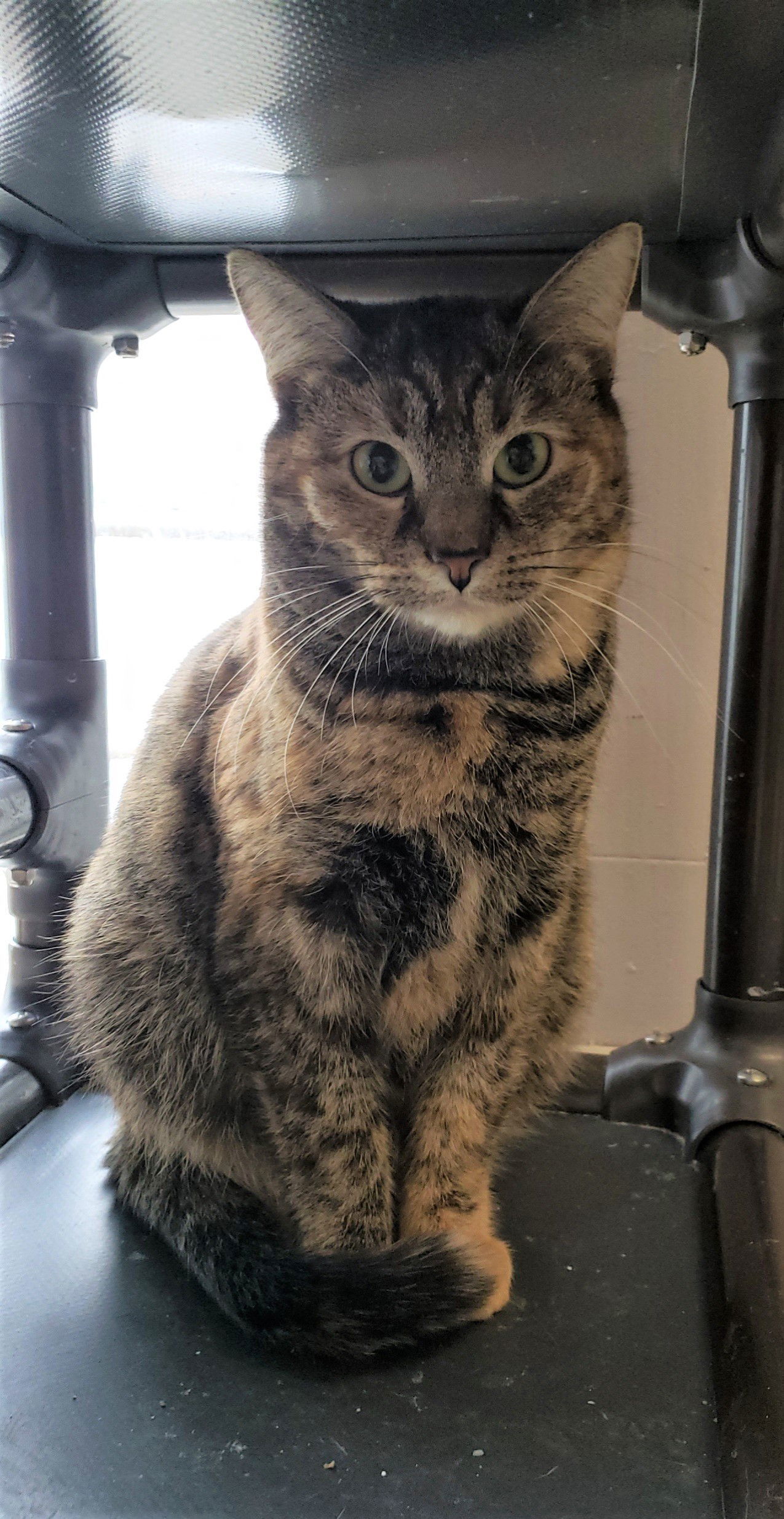 Santana, an adoptable Domestic Short Hair in Cuyahoga Falls, OH, 44222 | Photo Image 1