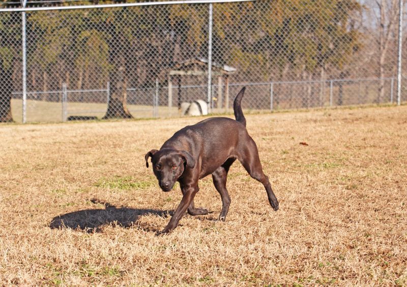 Charlotte, an adoptable Mixed Breed in Savannah, TN, 38372 | Photo Image 1