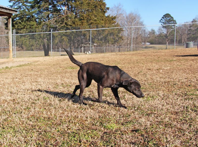 Charlotte, an adoptable Mixed Breed in Savannah, TN, 38372 | Photo Image 2