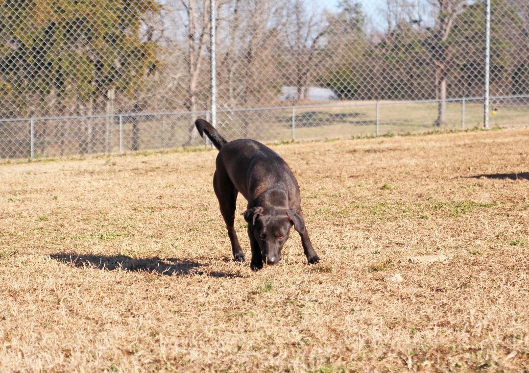 Charlotte, an adoptable Mixed Breed in Savannah, TN, 38372 | Photo Image 3