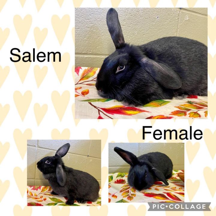 SALEM , an adoptable Lop Eared in Bottineau, ND_image-2