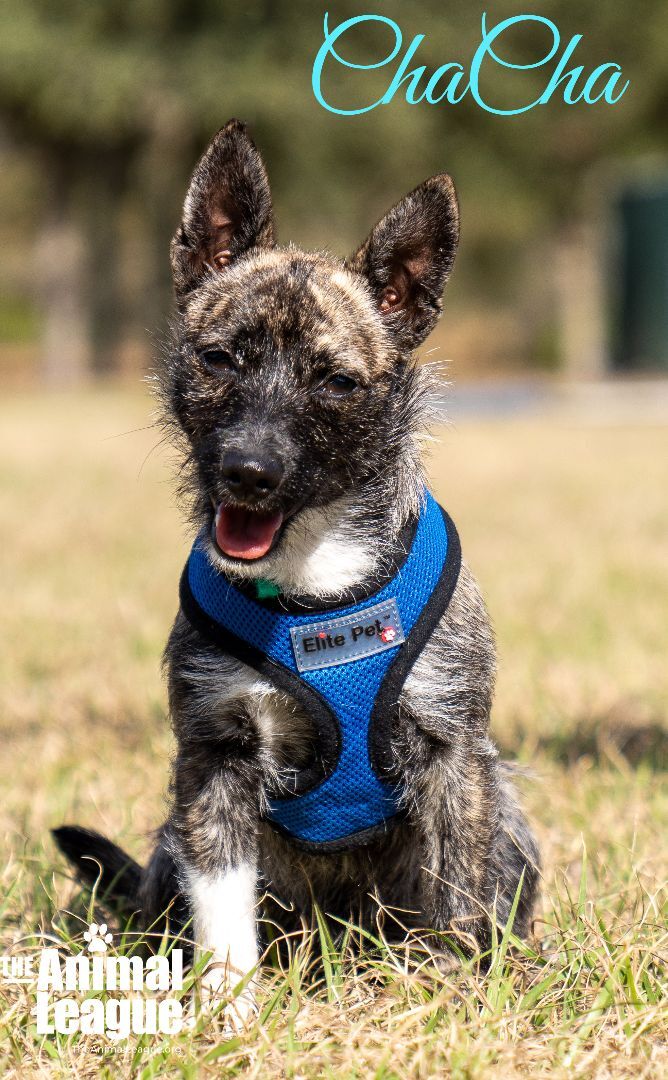 ChaCha, an adopted Cairn Terrier Mix in Clermont, FL_image-1