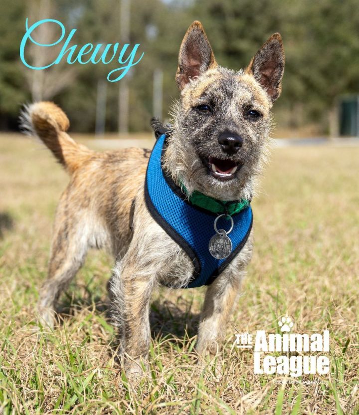 Chewy, an adopted Cairn Terrier Mix in Clermont, FL_image-1