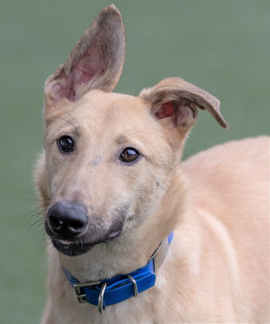 Lenny, upbeat, happy & playful!