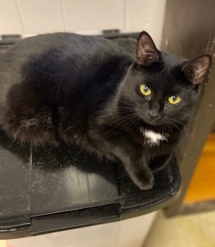 Aurora, an adoptable Domestic Short Hair in Portland, IN, 47371 | Photo Image 1