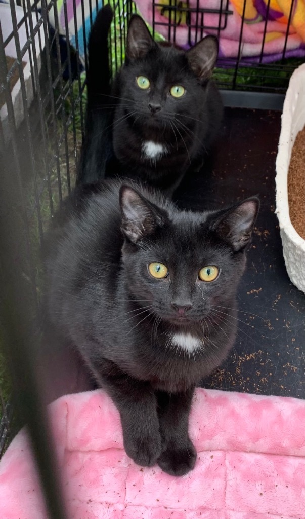 Aurora, an adoptable Domestic Short Hair in Portland, IN, 47371 | Photo Image 2