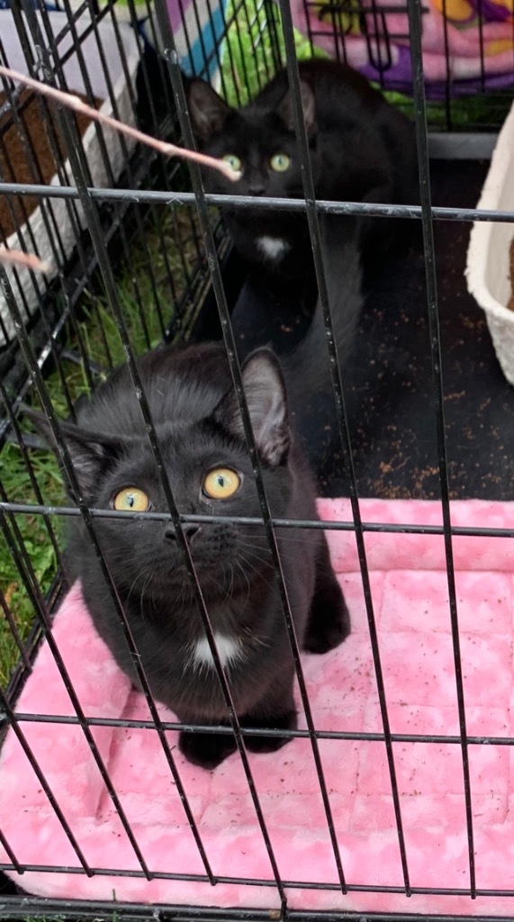 Aurora, an adoptable Domestic Short Hair in Portland, IN, 47371 | Photo Image 3