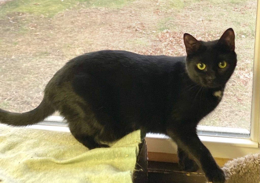 Aurora, an adoptable Domestic Short Hair in Portland, IN, 47371 | Photo Image 4