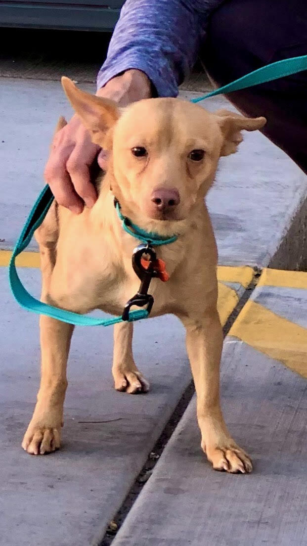 Kenny, an adoptable Terrier in Las Vegas, NV, 89103 | Photo Image 2