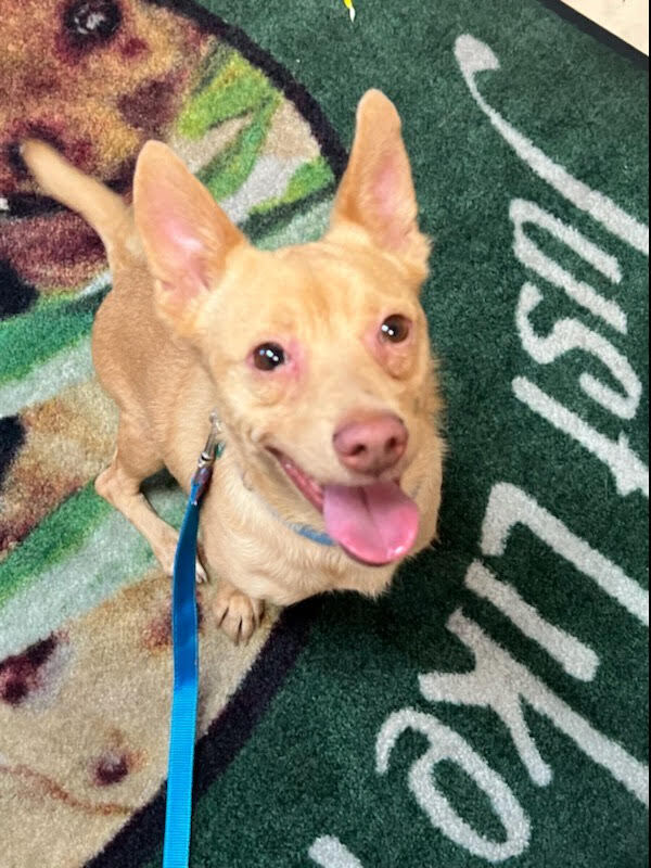 Kenny, an adoptable Terrier in Las Vegas, NV, 89103 | Photo Image 4