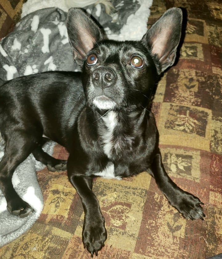Shellie B, an adoptable Chihuahua in Covington, WA, 98042 | Photo Image 2