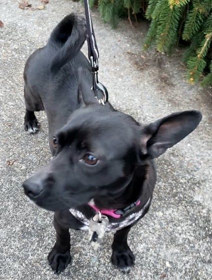 Shellie B, an adoptable Chihuahua in Covington, WA, 98042 | Photo Image 3