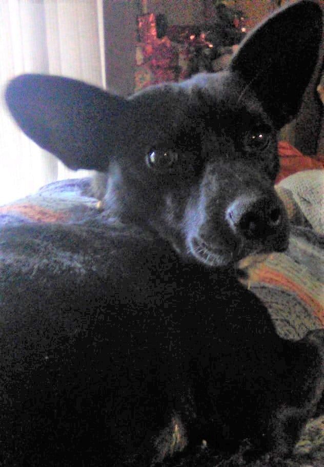 Shellie B, an adoptable Chihuahua in Covington, WA, 98042 | Photo Image 5