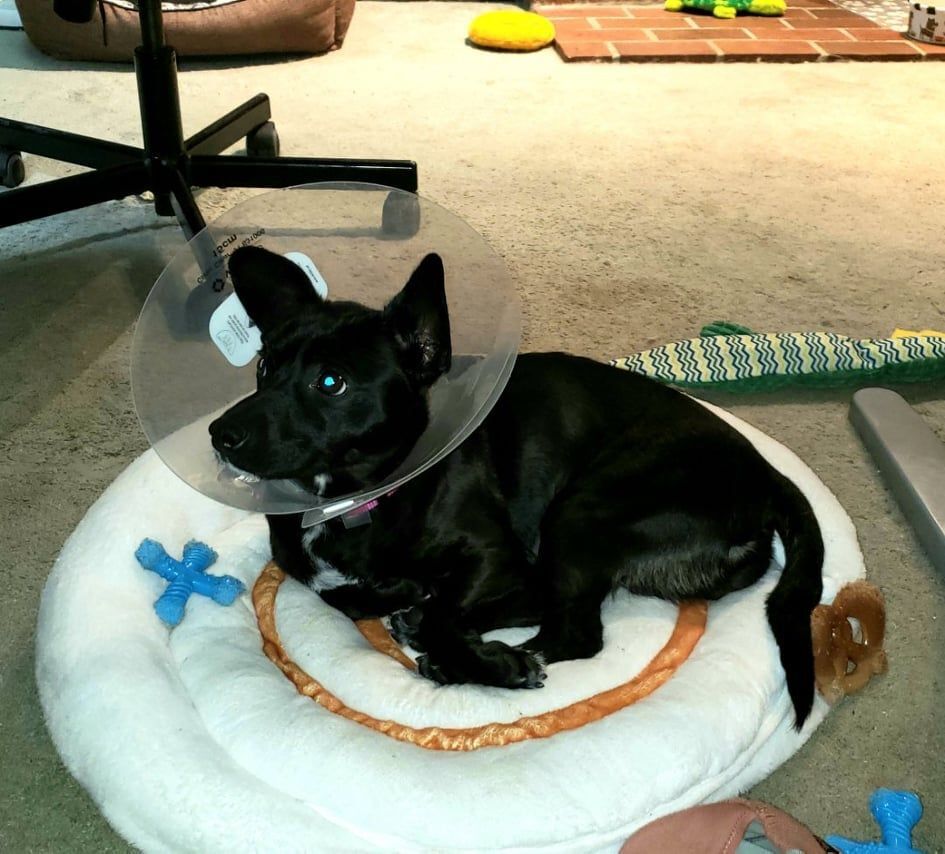 Shellie B, an adoptable Chihuahua in Covington, WA, 98042 | Photo Image 6