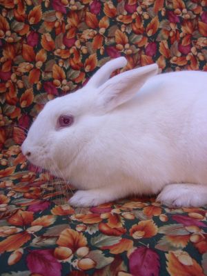 Lovely shy girl who does appreciate pets and cuddles Every rabbit sheltered at BUNS is spayed 