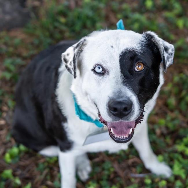 Mikey - Bonded Pair