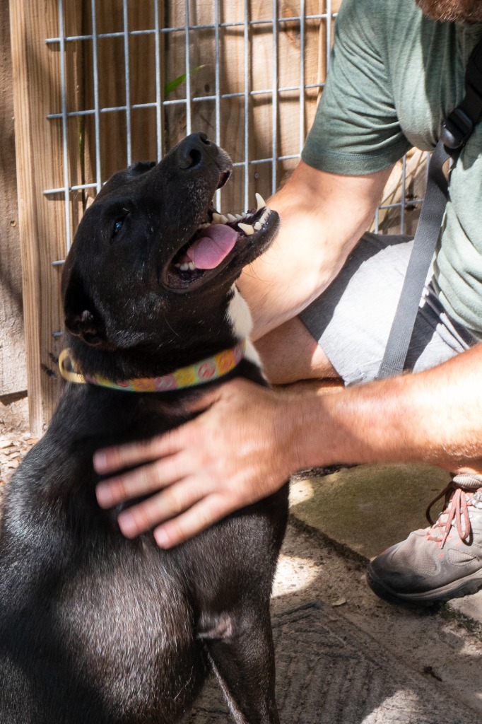 Big Al, an adoptable Labrador Retriever in Fulton, TX_image-6