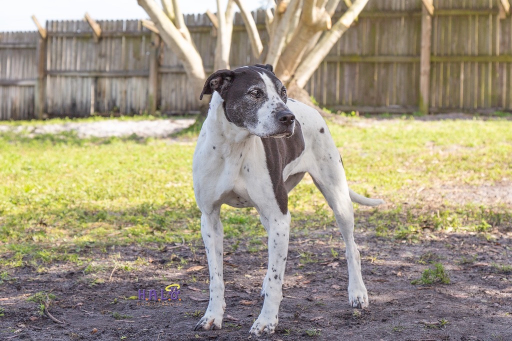 Lacie, an adoptable Pointer, Mixed Breed in Sebastian, FL, 32958 | Photo Image 2