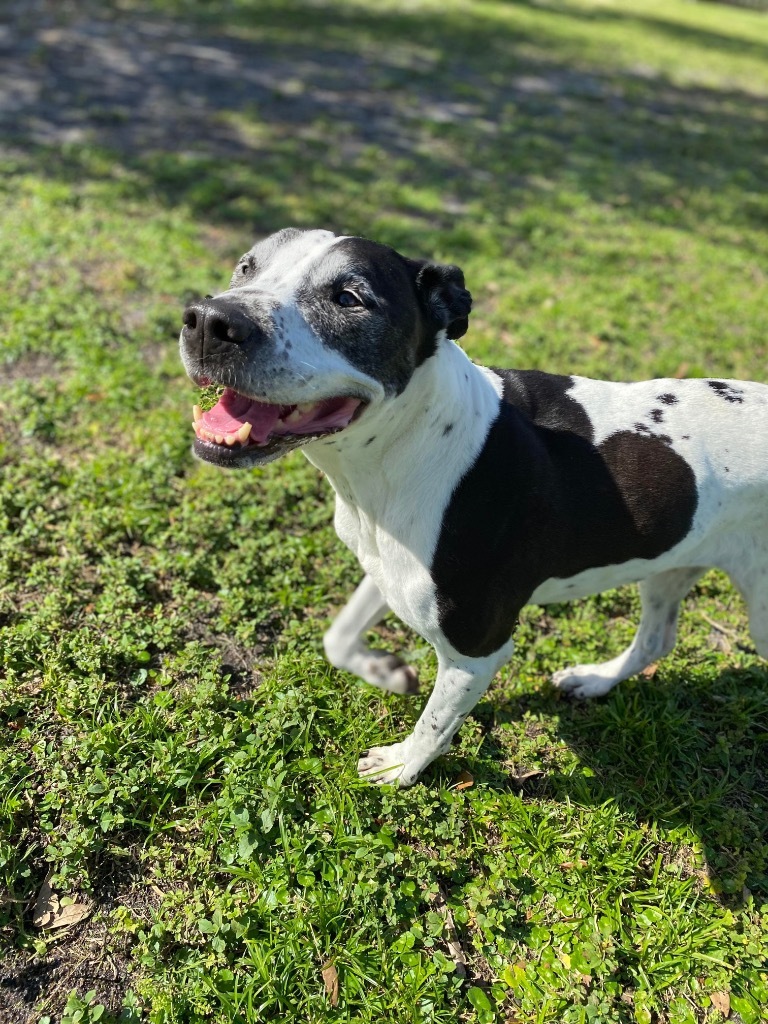 Lacie, an adoptable Pointer, Mixed Breed in Sebastian, FL, 32958 | Photo Image 3