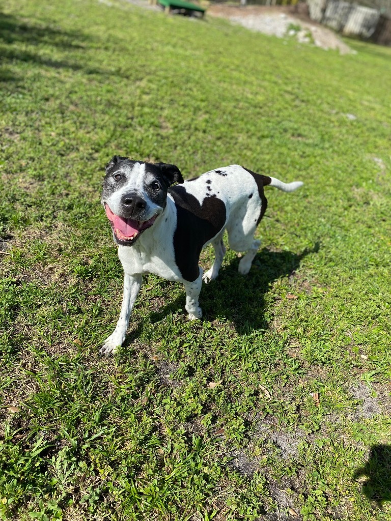 Lacie, an adoptable Pointer, Mixed Breed in Sebastian, FL, 32958 | Photo Image 4